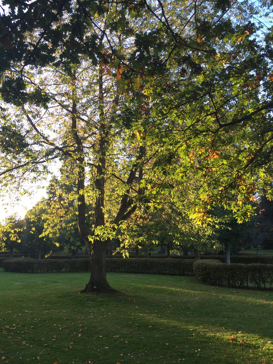 Evening light at ⁦<a href="/AlthorpEstate/">althorpestate</a>⁩