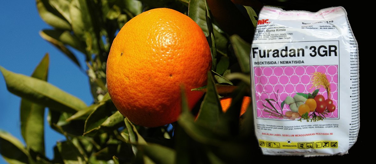 Eleisegui's tweet image. El #carbofuran que ahora #SENASA busca prohibir mató a Rocío, la nena de 12 años que en 2017 comió una mandarina inyectada con ese veneno en Mburucuyá, Corrientes. Bajo la etiqueta #Furadan este año también se lo usó para exterminar a más de 30 cóndores en Mendoza. #Envenenados