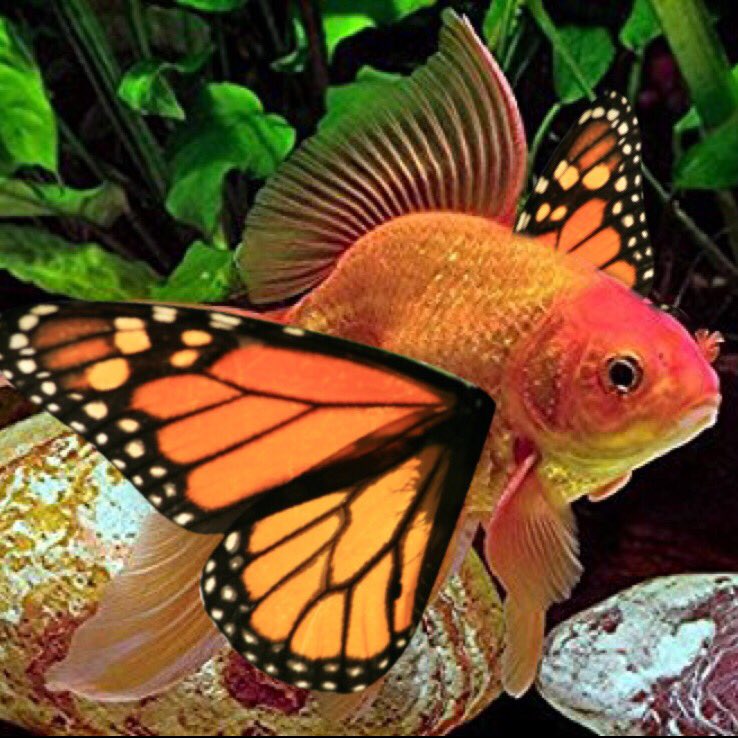 RachelGPhoto's tweet photo. @RogerandJP dressed up a fish! https://t.co/PlSFyDO4wO