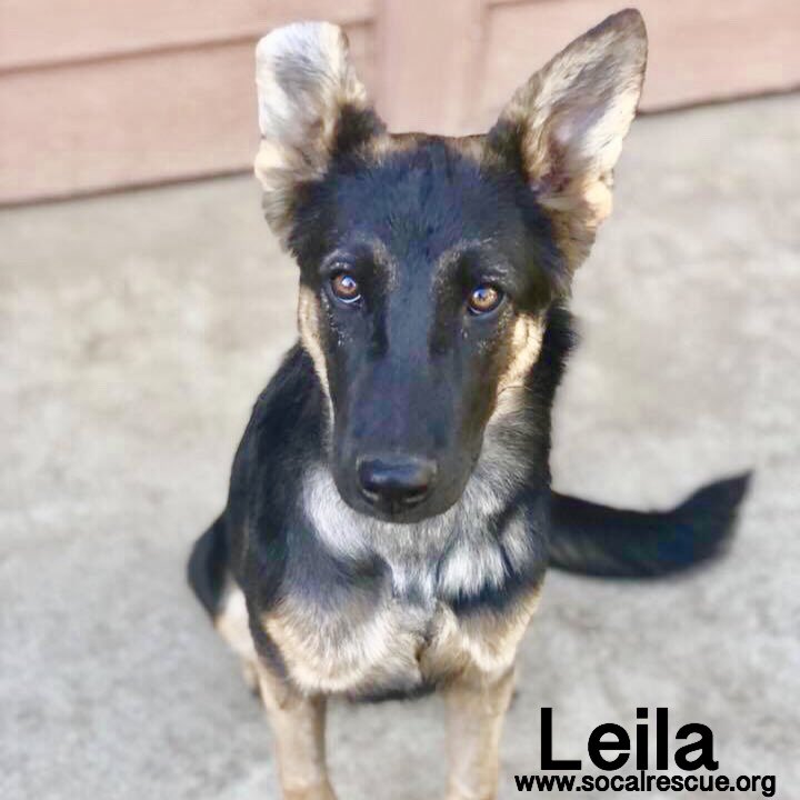 Leila is one of our sweet little rescues who underwear successful surgery to repair a heart issue. Isn’t she beautiful? 

#scgsr #socalrescues