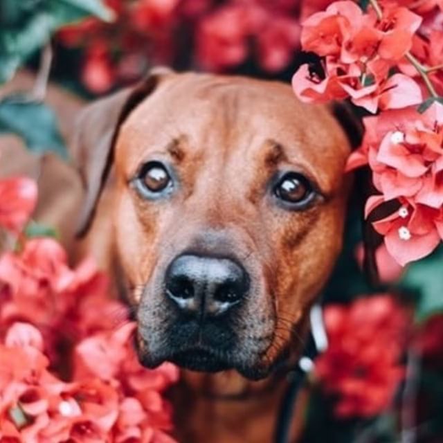 hotdogcollars's tweet photo. Those fall colors! Who else is loving every minute of fall?
@mr.cooper.red
.
.
.
#Regram #WeeklyFluff #DogsOfInstaWorld #Canon #Nikon #IG_eternity #IgCutest_Animals #Photo #Photography #PetPhotography #ExcelentDogs #TopDogPhoto #Dog_Features #DogPhotogra… https://t.co/ubqCE1nvA1 https://t.co/ca5w2zqsbj