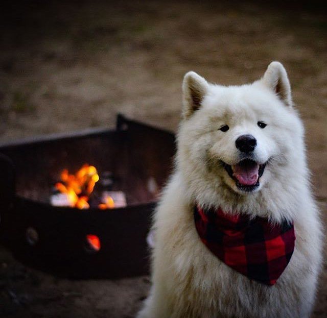 Mr. <a href="/olaf_thesamoyed/">Olaf_TheSamoyed</a> had the right idea this weekend! Chillin by the fire in his MacDonald bandana!
—
📸: <a href="/olaf_thesamoyed/">Olaf_TheSamoyed</a> —
The long weekend is now over, and we are back to work! Hopefully releasing a few new Bandanas within the next two weeks, so ke… instagram.com/p/Bot_LCrFrWu/