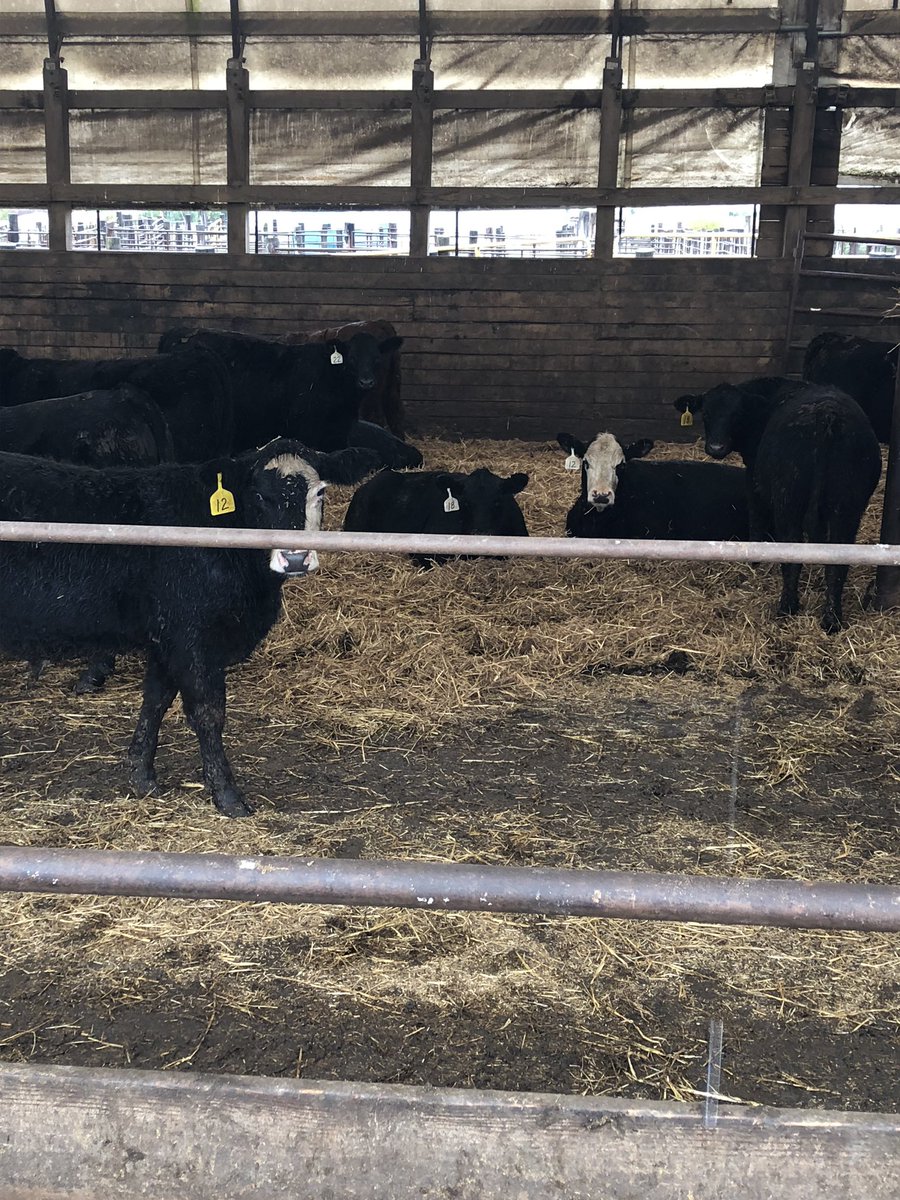 mxgrady80's tweet image. Hopefully a roof and some fresh straw bedding @KellyGarrett75 will keep me from participating in international dead calf month. Stop raining anytime