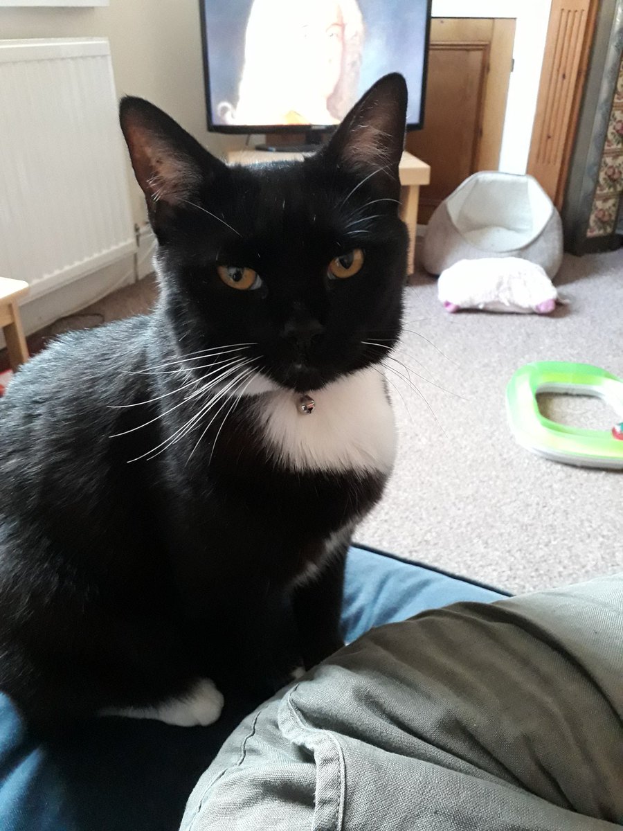 Cat missing from Bromfield Street Grangetown. Cath ar goll! Please check your back gardens and sheds. <a href="/grangecardiff/">Grangetown community</a> <a href="/PubGrange/">The Grange Pub</a>