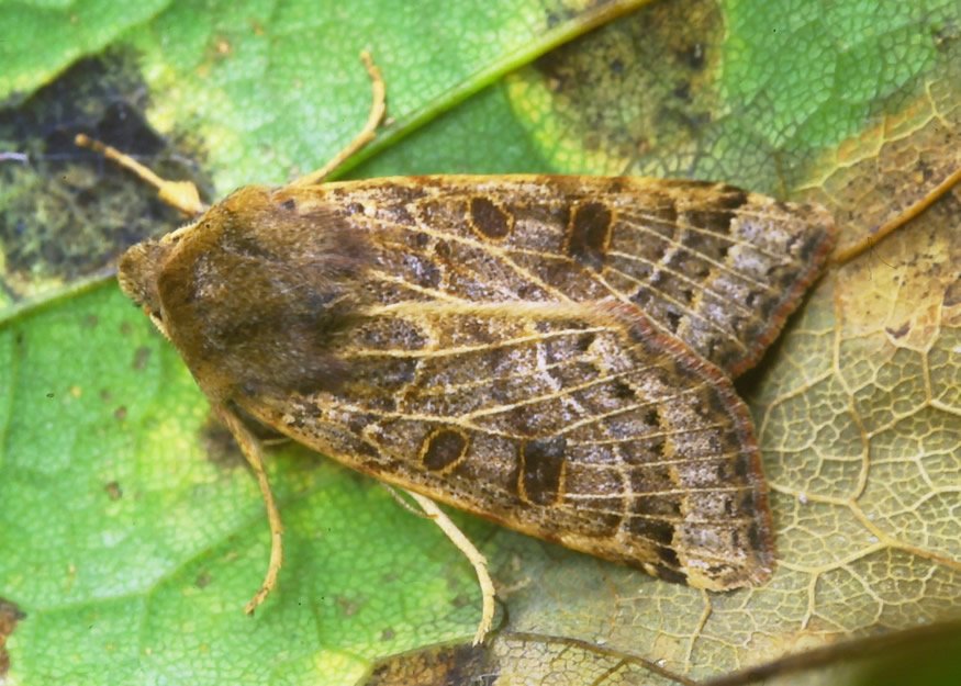 BC_Highland's tweet photo. Lunar Underwing. The flight period is quite short, during September and early October. The adult is mainly seen at light, but also feeds on overripe berries  after dark, including those of elder.  #creditRLeverton #teammoth @savebutterflies https://t.co/XasgVdpYuE