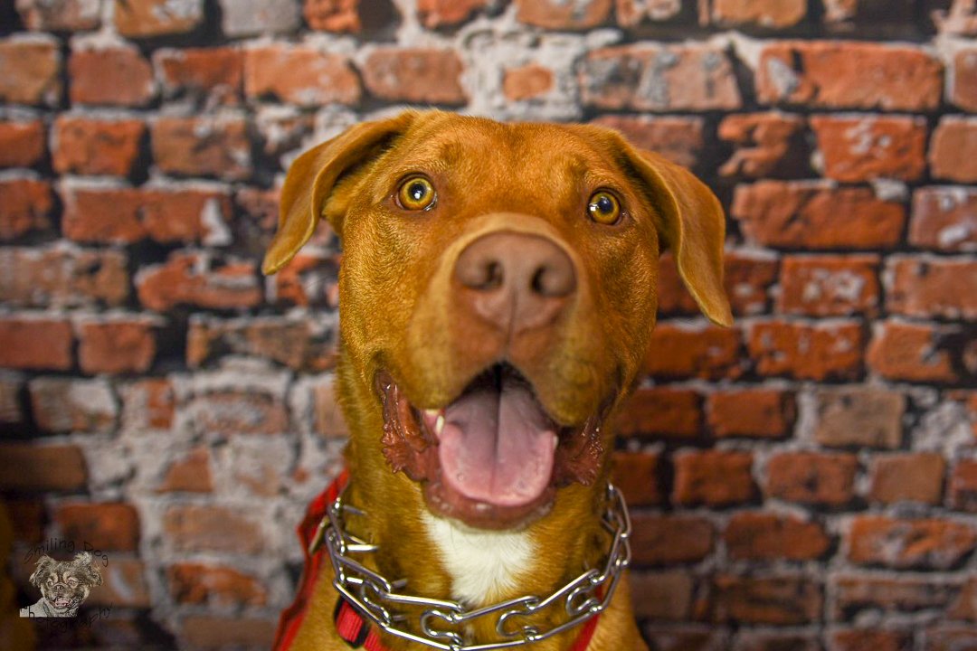 smilingdogacc's tweet photo. OMG! This was one happy guy!
#dogsoftwitter #Dogs #NikonLove #NikonNoFilter #NikonD750 https://t.co/adBxnBcSjj