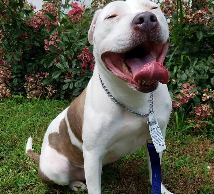 OPINpets's tweet photo. Nickie video 10/7/18 https://t.co/iILQpQO8xY via @YouTube Nickie is one of the sweetest dogs we've had available for adoption. She loves everyone. Nickie came to us in May when her owner was struck by a car. She is 7 1/2 years young. Contact OPIN at:  outreach@opinpets.org https://t.co/dJMRBDFtsn