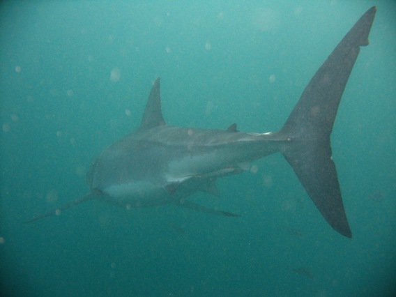GoGreenGatsby's tweet photo. A1. Many people have a negative (dangerous) perception of #sharks. But my first time to #cagedive with #GreatWhiteSharks gave me a deep sense of peace, and none of the expected fear.
#TRLT #ApexPredators https://t.co/UoJYqqC2q1