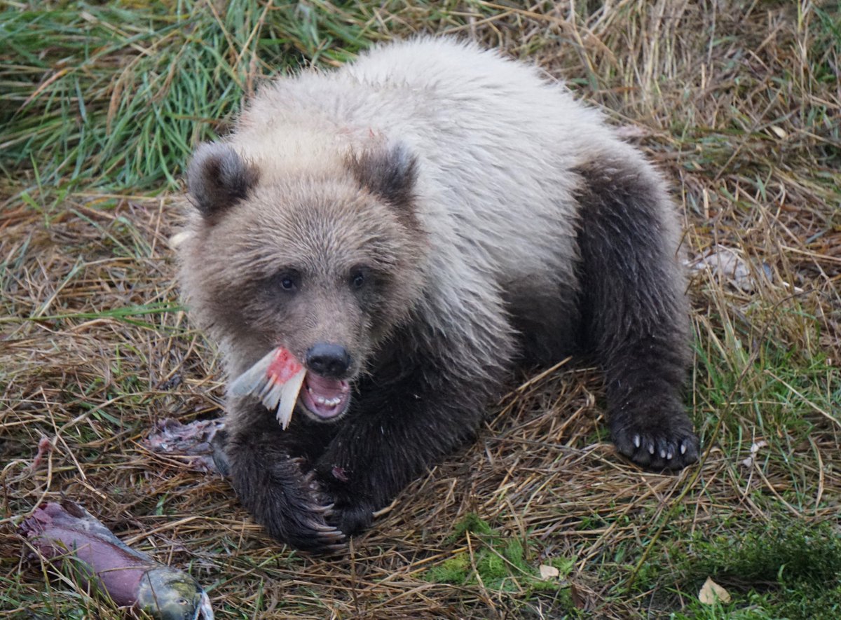 Brown bear cub on a bed of grass with fish tail sticking out of its mouth