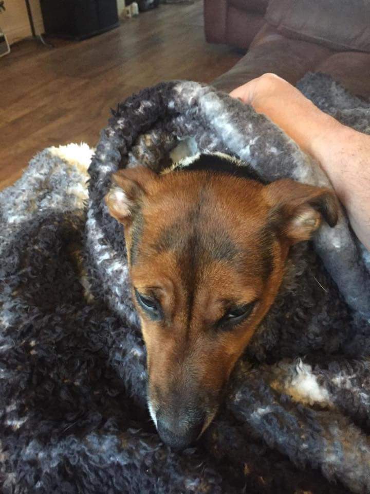 OneStopAllDogs's tweet image. STOLEN 8/10/18: CHARLIE
Male Jack Russell Terrier
Stolen in car #Churchbridge, Cannock, car found #Blakenhall, #Walsall Charlie gone.
Adult. Tan and White
m.facebook.com/story.php?stor…
