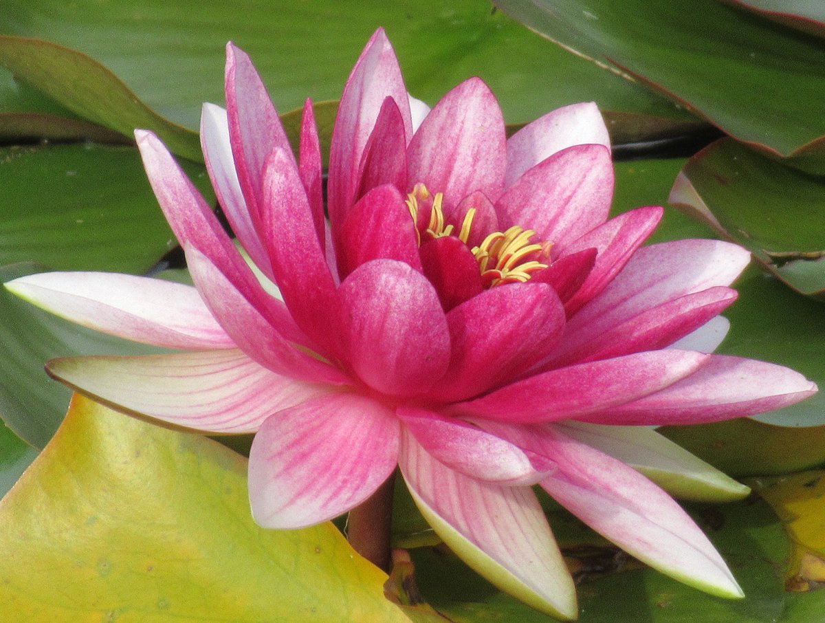 MariaHeukers's tweet photo. Nog steeds bloeiende waterlelies in het Arboretum
Regio Noord Japan #bomentuin #arboretum #Japan #waterlelie
#500pxrtg https://t.co/Zc5hOOsBYQ