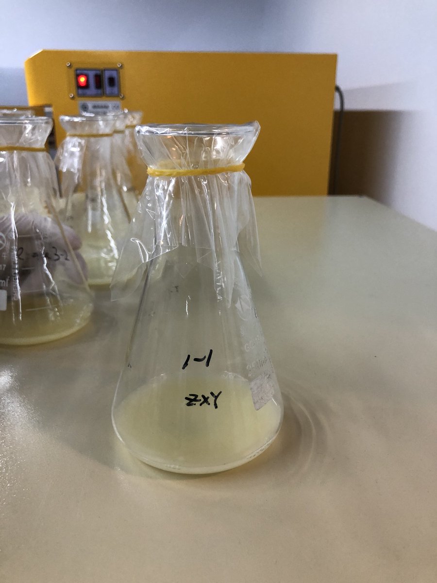 Exciting news today! After six-month hard work, we made them! Geraniol, the rose-scented precursor and nepetalactol, the enchanting magic for cats, freshly produced.
How words fail to depict our feelings ....