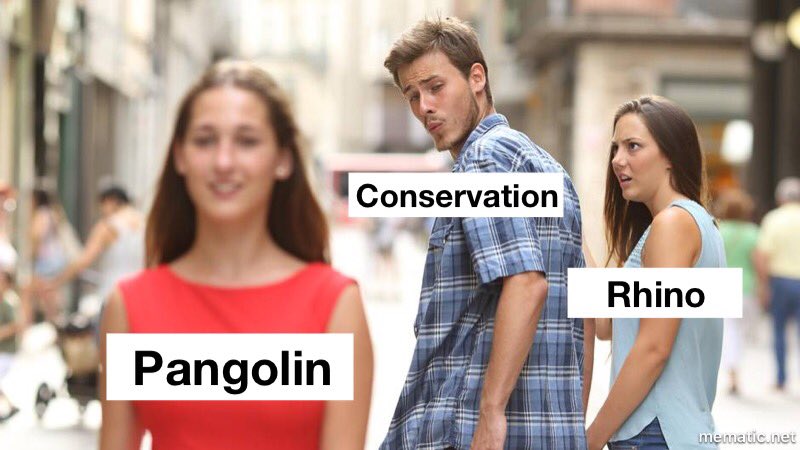 BuscherBram's tweet photo. I mean I looove pangolins but https://t.co/3tD3KoDe28