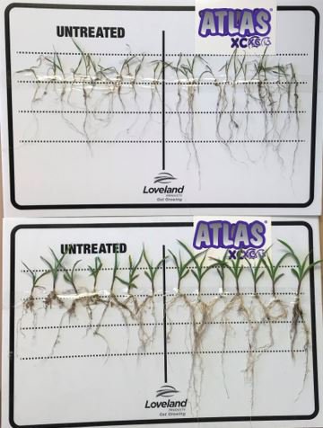 LovelandCDN's tweet photo. ⚡️Atlas XC demo which was done at a retail. ⚡️

Both treatments were seeded with 100#/acre equivalent of MESZ, the only variable being the MESZ treated with Atlas XC @ 1L/MT equivalent. 

Check out the difference in the roots and seedling vigor with Atlas XC! 💪 https://t.co/KEgeIMgKDb