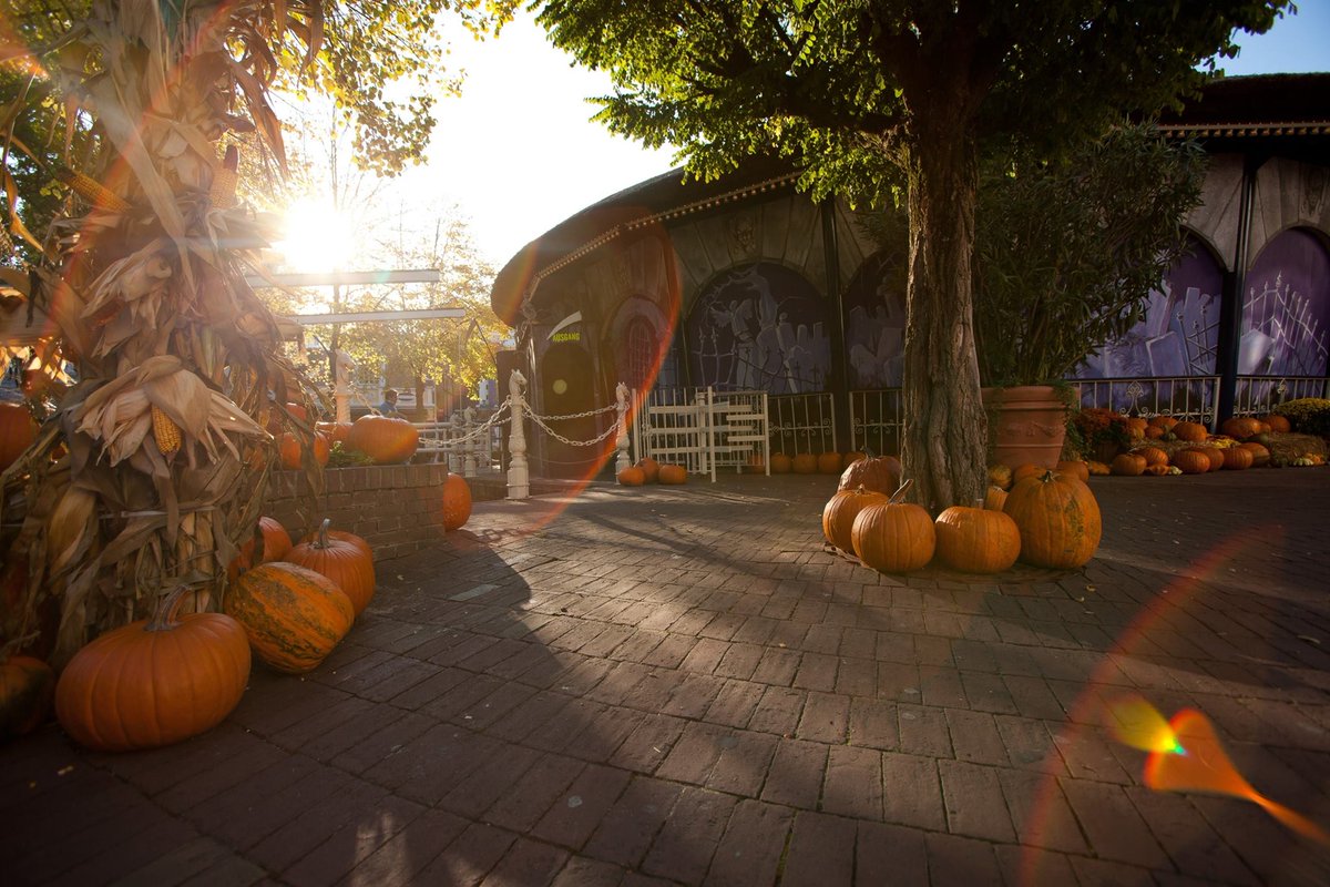 Europa Park Uk On Twitter It S Truly Mystical At Europapark During Our Halloween Season Have You Got Any Idea How Many Pumpkins Create This Special Atmosphere Have A Guess Https T Co Tmp3rbkwlk
