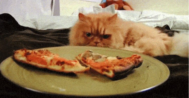 DenverPizzaCo's tweet photo. Who will win this staring contest? 
#denver https://t.co/dh3rLWaHFc