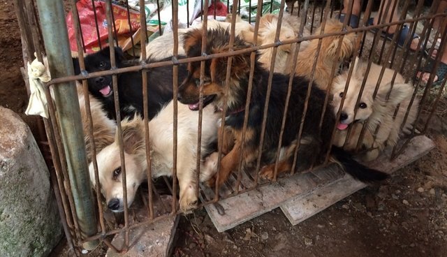 stopcruaute's tweet photo. Noyés, battus, écorchés vifs, étouffés, pendus, électrocutés, égorgés… La condition animale en #Chine est un scandale absolu #CashInvestigation #Fourrure https://t.co/dfTDNzU6NQ