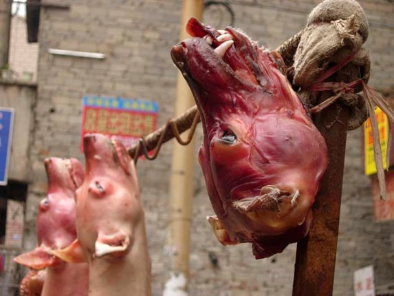 stopcruaute's tweet photo. Les Chinois sont des monstres... Comment peut-on rester insensible face à de telles souffrances ?! #Fourrure #Chine #CashInvestigation @PETA_France https://t.co/PPKO3DQ2fi