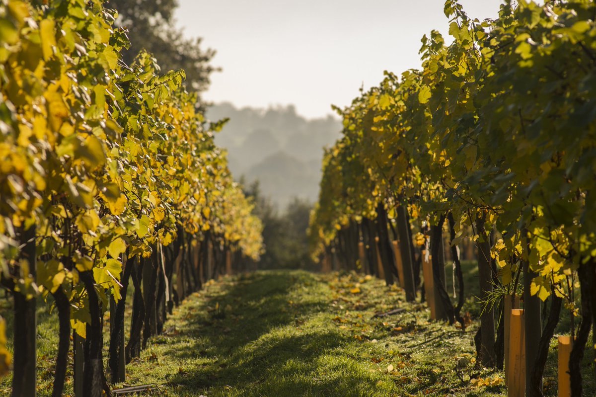VisitKent's tweet photo. The wine is always flowing in the #WineGardenofEngland, so why not take the tour this season? It's never too early to start planning your #weekend: https://t.co/xonNYkQqjY https://t.co/OvWWmuzUzJ