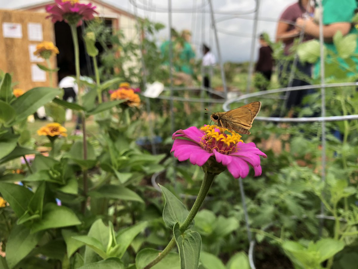 BeasleysBunch's tweet photo. #TxSprouts lesson 3 in the @CaseyCrocs garden. We found this little visitor today. https://t.co/cTmnJUxhBf