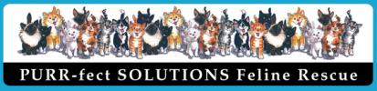 EdVodicka's tweet photo. Jazz4Cats fundraiser at CATalina Jazz Club in Hollywood.  Help save cats and enjoy great jazz with the Ed Vodicka Quartet &amp; guests Gene Cipriano, Nolan Shaheed, Judy Wexler &amp; Cat Conner.  Kirk Smith/bass, Kendall Kay/drums &amp; John Chiodini/guitar Oct 18th. https://t.co/VRfKGH4cLc https://t.co/7bUWMfUT6n