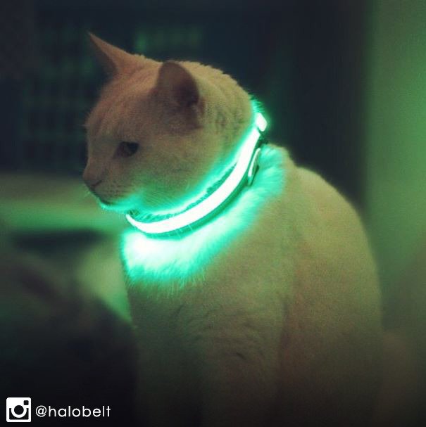 HealthyPetsInc's tweet photo. No more wondering where the cat is! The #HaloBelt Collar makes your pet glow so they can stay safe at night-time. π https://t.co/bSd18IeQWB https://t.co/42rEs6H5dr