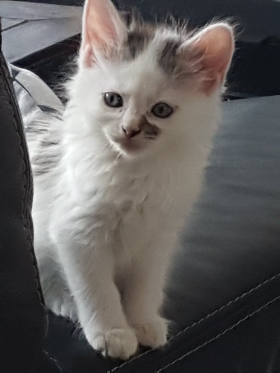 stepheunedupuit's tweet photo. Chat'tertone https://t.co/QjDDTsx1ng