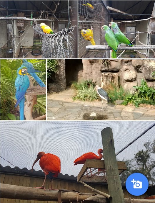LeshageMf's tweet photo. #UmgeniRiverbirdPark
Into bird watching and fascinating species of birds, with the free-flight bird show, gazing at the varieties of beautiful birds is enough to awaken the love for nature within.
#birds4life
#ENG2604 https://t.co/ejzrYyFVQ0
