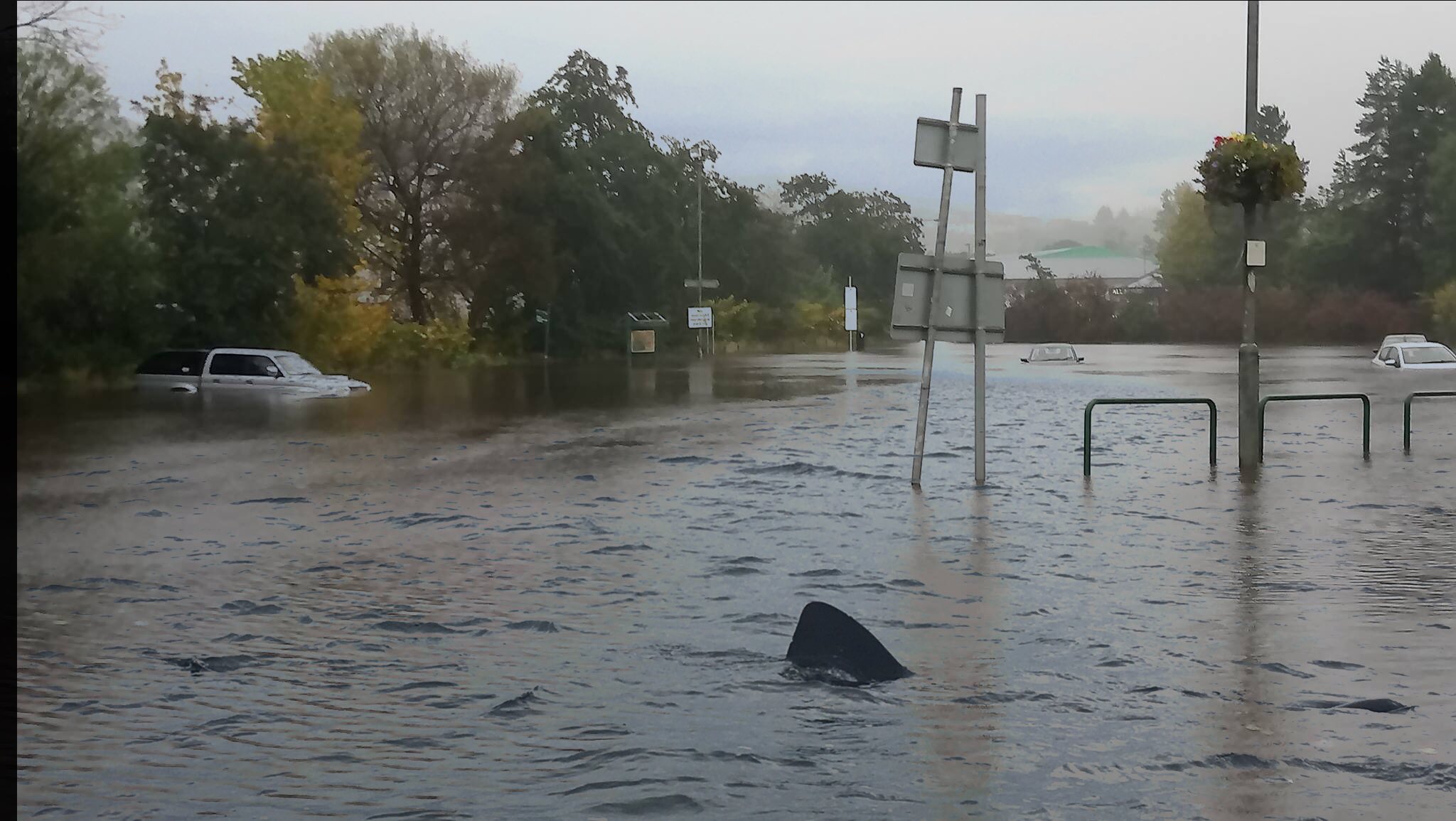 Baskingsharkscotland Breaking News Baskingshark Seen Near Tesco Flooded Oban Car Park Keep Us Updated With Sightings Weather Argyll Scotland Flooding T Co Bztsmtfzdx