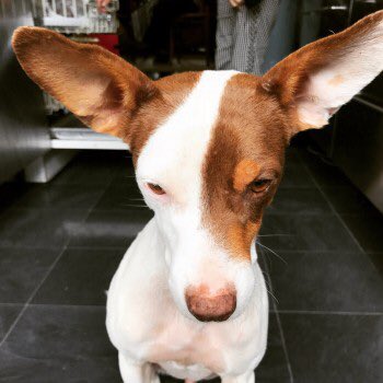 rosiedoc666's tweet photo. #STOLEN male TAN&WHITE #PortuguesePortengo 8/10
πROBINπ. #microchipped
#Cassiobury heading towards #Coxley PLS LOCALS RT π#Hertfordshireconstabulary investigating #WD18 LIVES ON #Canalboat grand union canal https://t.co/KBqEt64zsz https://t.co/cgY65ydCKC