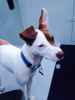rosiedoc666's tweet photo. #STOLEN male TAN&WHITE #PortuguesePortengo 8/10
πROBINπ. #microchipped
#Cassiobury heading towards #Coxley PLS LOCALS RT π#Hertfordshireconstabulary investigating #WD18 LIVES ON #Canalboat grand union canal https://t.co/KBqEt64zsz https://t.co/cgY65ydCKC
