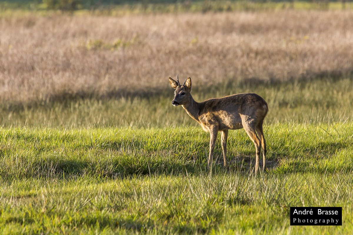 andrebrasse's tweet photo. #Ree tussen #Langelo en #Lieveren. Meer dan een half uur geobserveerd, zittend in een weiland op ongeveer 20 meter afstand. Buitenkansje.
#beleefdenatuur @IVNNederland https://t.co/L8ljhhgLXQ