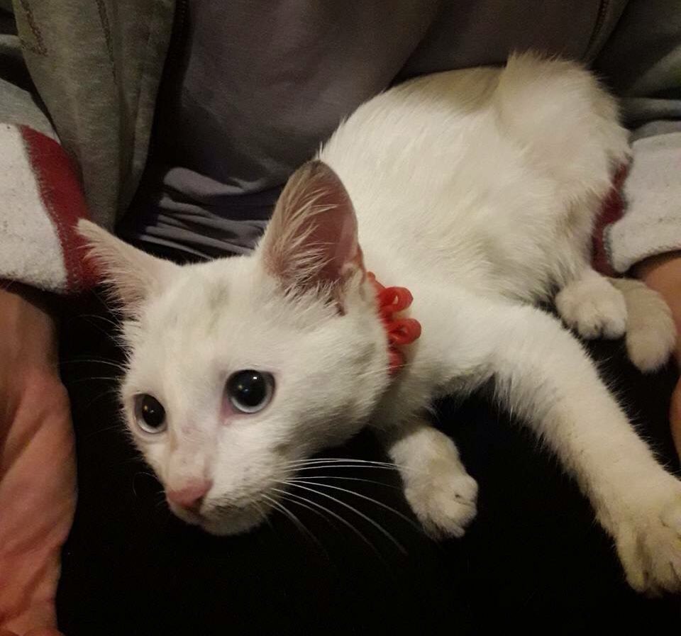 Da li je neko izgubio belu macu sa plavim ocima, mlada zenkica sa crvenom ogrlicom? Nadjena je na Banovom brdu. Kontakt tel 0603579090. Molim vas podelite post, da se maca vrati kuci.