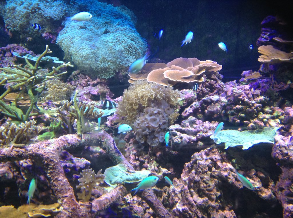 ccSeaOtterClass's tweet photo. We saw so many amazing creatures today! @ccSeaOtterClass @CCTurtle1 https://t.co/2YHzHwnqur