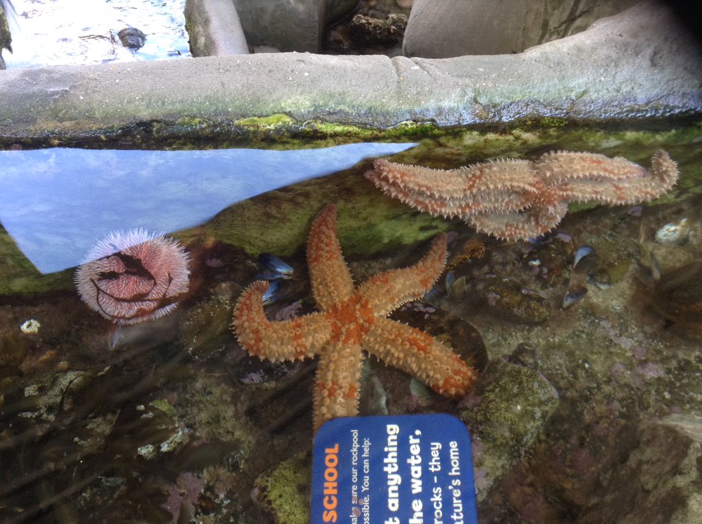 ccSeaOtterClass's tweet photo. We saw so many amazing creatures today! @ccSeaOtterClass @CCTurtle1 https://t.co/2YHzHwnqur
