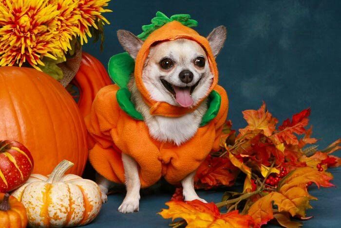 marichigua's tweet photo. #HalloweenAnimal ☺️ ¡Disfraces terroríficos! 🎃 
¿Mascotas de Halloween? ¡Por supuesto! No solamente los humanos se pueden disfrazar el 31 de Octubre o el día de los Muertos. Visítanos y vea disfraces más locos para mascotas en #Cuba para este  #Halloween 😁😊 https://t.co/yteIJ9V13D