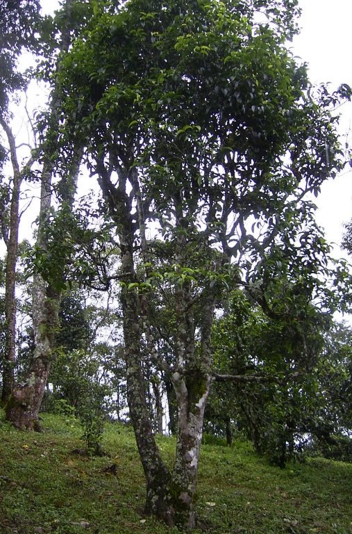JinglongC's tweet photo. Most of tea trees in Yunnan province (Camellia sinensis var assamica) are also classified as "bigleaf" . It's leaf is used for producing top raw puerh "teacakes".
#traorign #tea #teatree #banzhang #jinglongteafactory #jinglongtea #puerhtea https://t.co/hi8IYExzfr