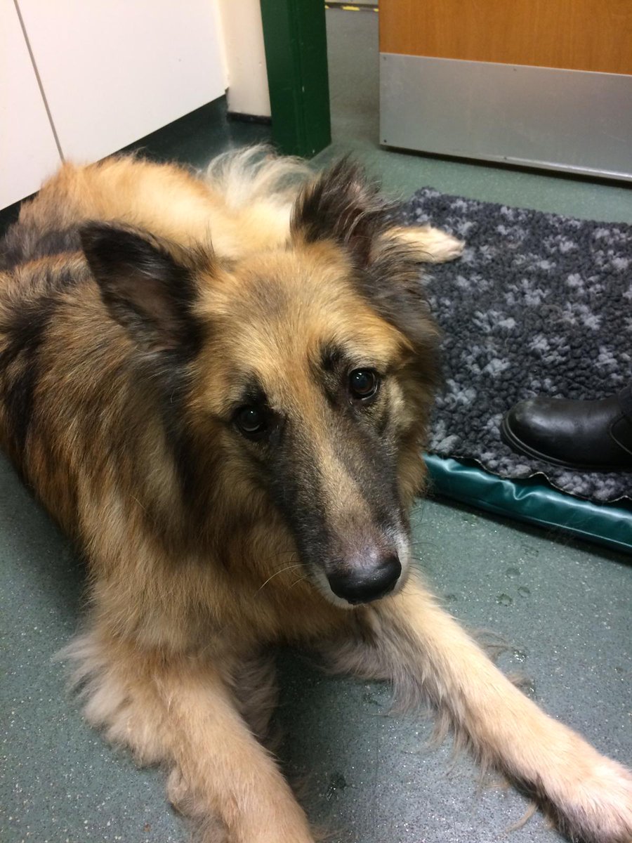 Zanaphor's tweet photo. R.I.P. Max, you'll be missed. https://t.co/4Ap9MPjiwX