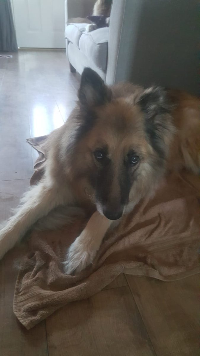 Zanaphor's tweet photo. R.I.P. Max, you'll be missed. https://t.co/4Ap9MPjiwX