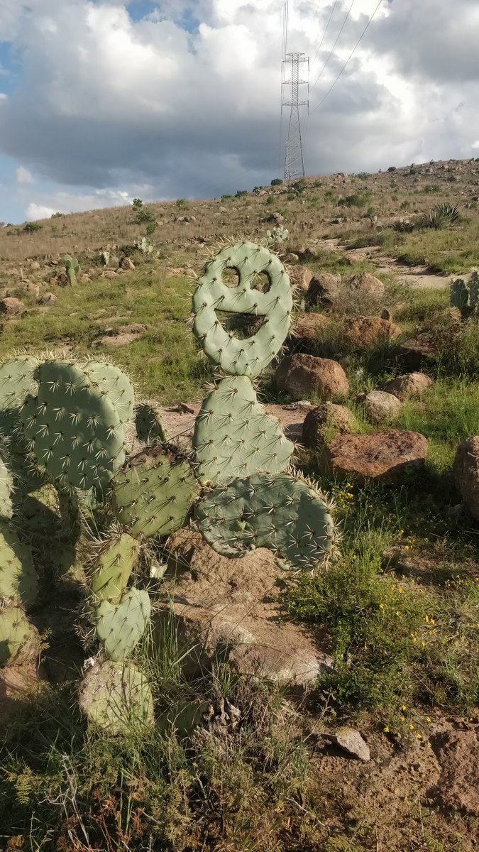 domRTW's tweet photo. Day 10: Instead of a city stroll, we went to explore the countryside of San Luis Potosi and Lomas - hills and cacti included. https://t.co/NEG6y4nda5