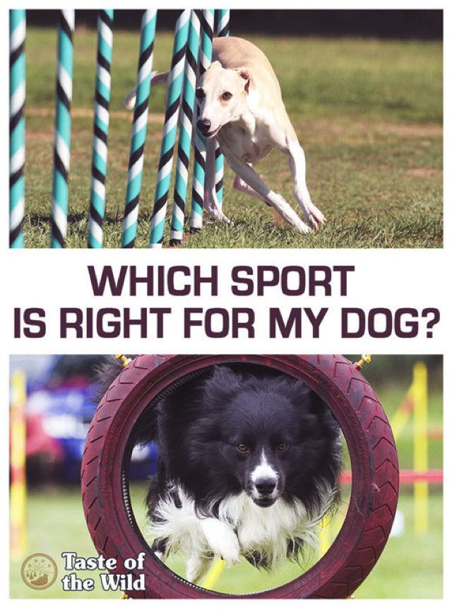 totwpetfood's tweet photo. If you're looking for an activity for your #dog to get involved in, you may consider one of these #sports: https://t.co/aRNYVNHH7S #sportsdogs #activedogs #pethealth https://t.co/ImyLwdPkk4