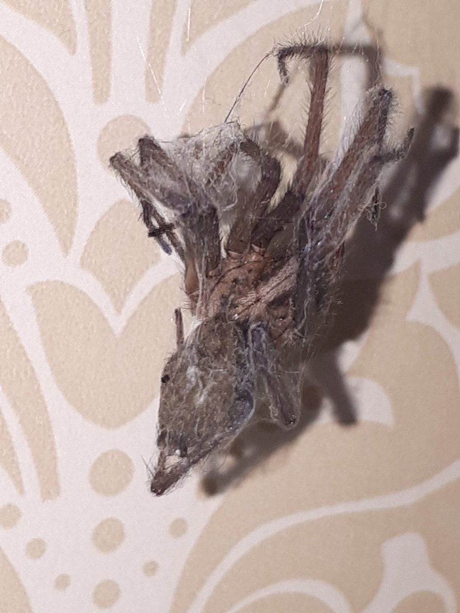 neil_twigger's tweet photo. Found this behind fireplace its body is cocooned in web like a predator does. The problem is it is massive the body is over an inch long!! So how big is the bugger who killed it!!! #monsterspider https://t.co/CZW7MW1Fqf