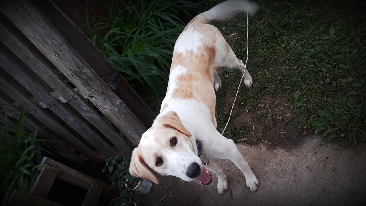 Pointer Lab Beagle Mix