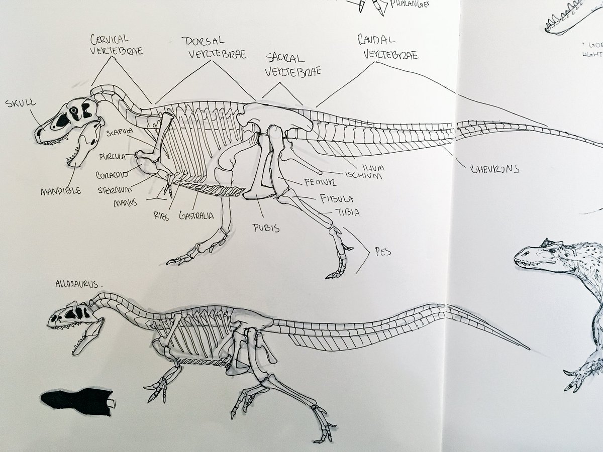 some theropod studies today 