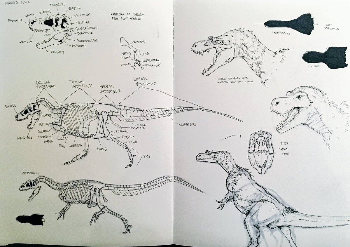 some theropod studies today 