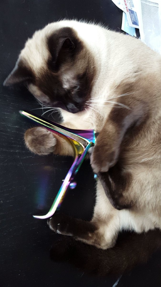 zan_duncan's tweet photo. @Thatwasmymom Flawless baby angels of sunshine and rainbows. Here's my boy, Bingley, #ally extraordinaire, supporting women's health and LGBTQIA rights. His sister Agatha prefers to collect (steal) Pap test tools. https://t.co/8C8qmQ9SZp