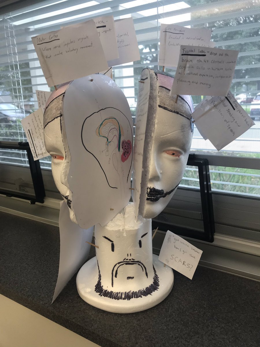JenniferWahlEdu's tweet photo. The #brains are in! #AP #Psychology #ApplicableLearning #CreativeProjects @LTHSPrincipal @CollegeBoard https://t.co/oXOBRyjibl