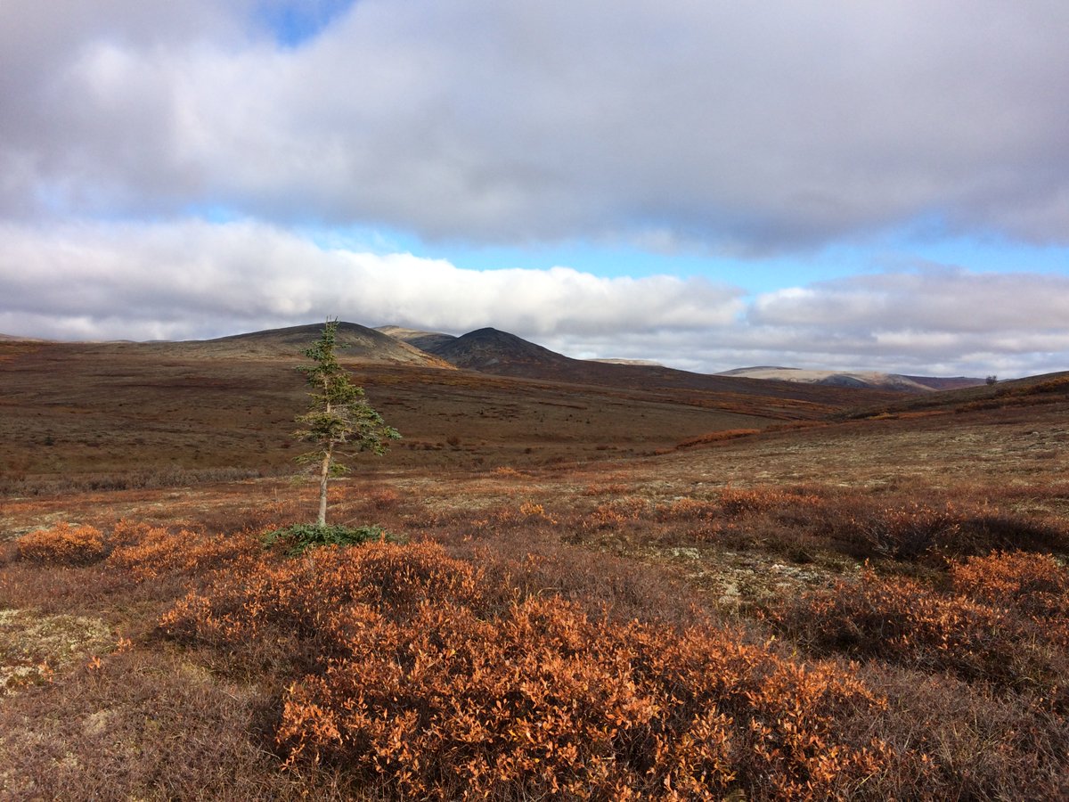 Bering Land Bridge Np On Twitter This Spruce Tree Stands Just