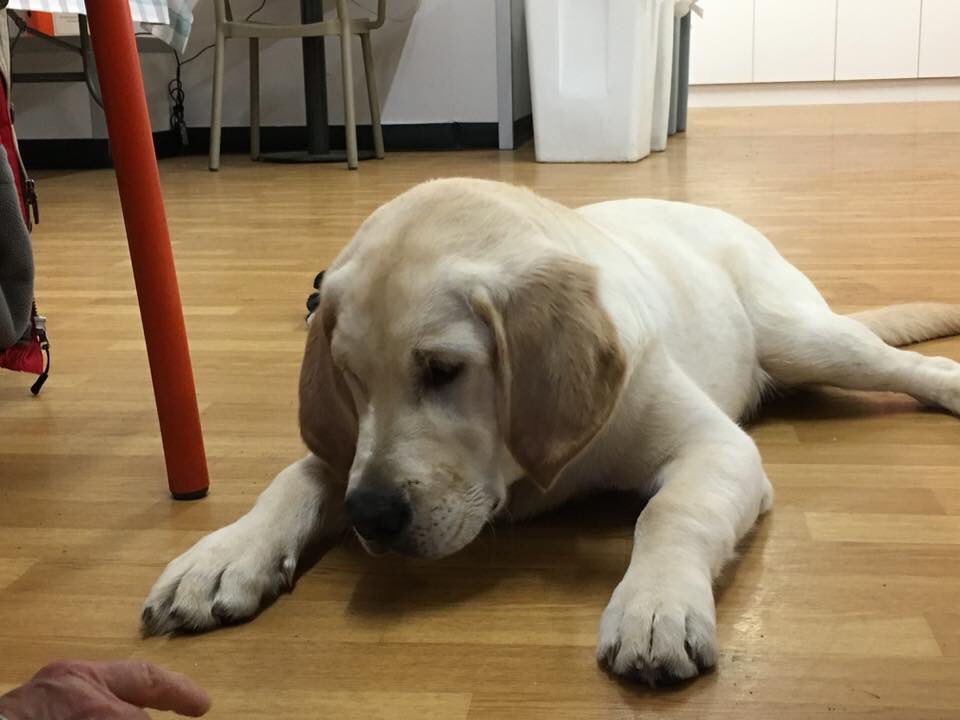 FundraisingDog's tweet photo. Many thanks for supporting us and welcome to our new followers @nfhconsultancy @barker16924022 @scrufflove @dogs_zone @AlistairGordon1 @hitzoneshrews @Chappers2013 @ivanjtate @whixall_marina @Flowerdogphoto4 Look out for cute puppy pictures during #GuideDogsWeek2018 https://t.co/rN0qMiBVKz