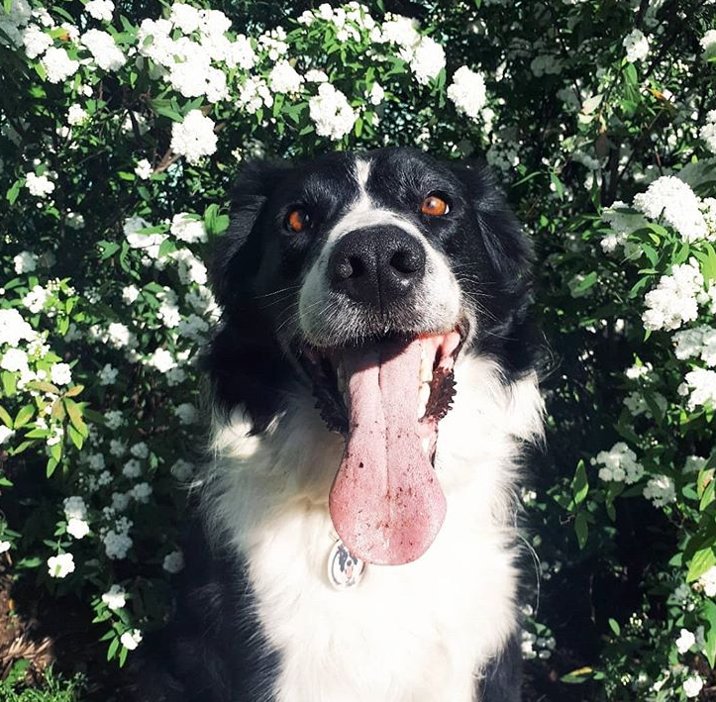 Disfrutando la primavera 🌺🌼🌷
#AmigosPuppis @thor_thebc
puppis.com.ar